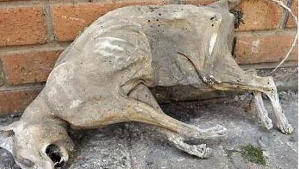 恐怖風(fēng)格的藝術(shù)雕塑，原來(lái)是木乃伊貓